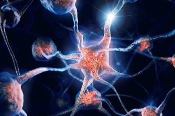 L'ANOMALO SVILUPPO DEI NEURONI NELL'AUTISMO